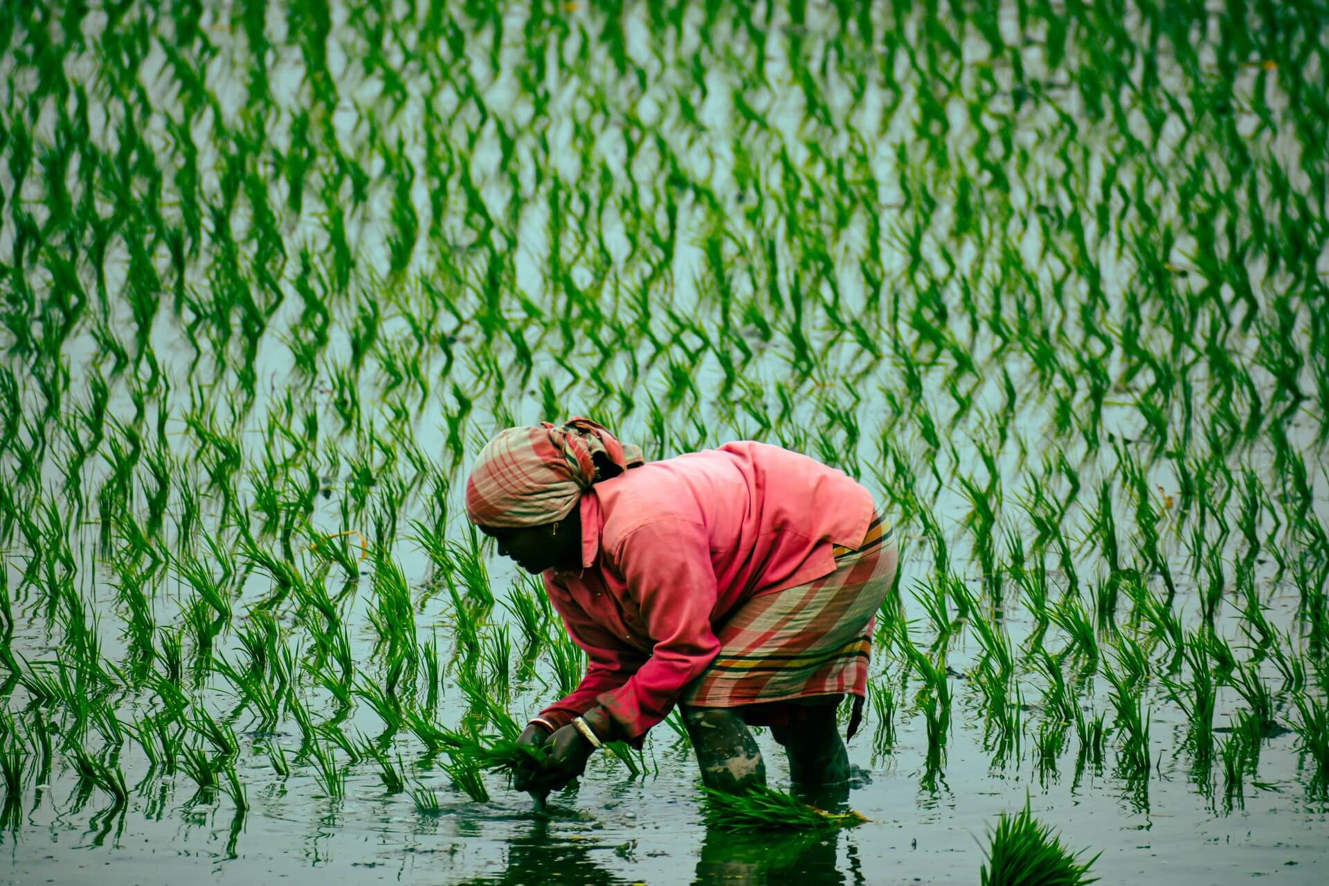 Green agricultural field under a wide sky